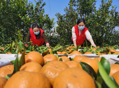 打造銷售爆發(fā)點 仁壽柑橘2月實現(xiàn)銷售總收入13億元