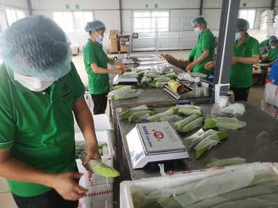 【經(jīng)濟(jì)日?qǐng)?bào)客戶(hù)端】供銷(xiāo)系統(tǒng)積極服務(wù)鄉(xiāng)村振興