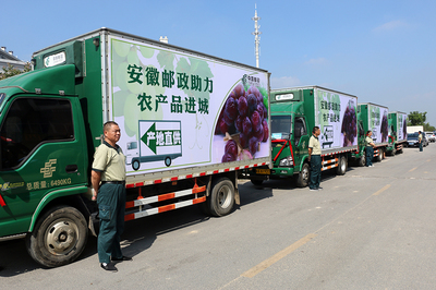 安徽郵政助力農(nóng)產(chǎn)品進(jìn)城 肥西17萬(wàn)斤紅提有了銷(xiāo)路