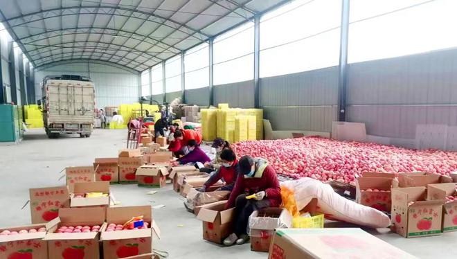 【開局沖刺 | 貫徹清水縣工作會(huì)議精神】清水縣果品中心:全鏈條推動(dòng)果品產(chǎn)業(yè)高質(zhì)量發(fā)展